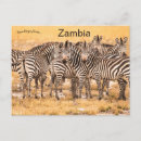 Zoek naar zambia briefkaarten Natuur