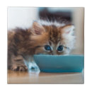 Zoek naar blauwe kat tegels Katten