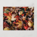Zoek naar herfst briefkaarten Esdoorn
