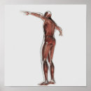 Zoek naar spierstelsel posters Illustratie