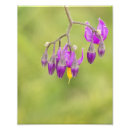 Zoek naar bitterzoet posters Fotografie