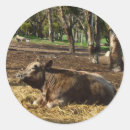 Zoek naar hooi stickers Boerderij
