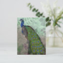 Zoek naar pauw vogel briefkaarten Veren