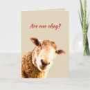 Zoek naar grappige schapen kaarten Pun