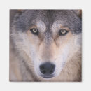 Zoek naar wolf magneten Alaska