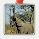 Zoek naar botswana ornamenten Fauna