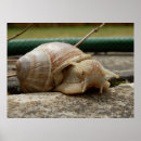 Zoek naar slak kunst Insect