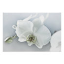 Zoek naar witte orchidee kunst Elegant