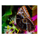 Zoek naar morpho vlinder posters Bloem