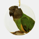 Zoek naar parrot ornamenten Vogel