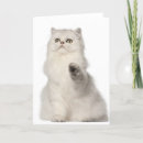 Zoek naar perzische kat kaarten Katten