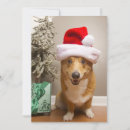 Zoek naar dog fotografie Pembroke welsh corgi