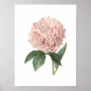 Zoek naar herbarium posters Natuur