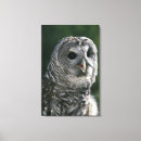 Zoek naar strix posters Dier