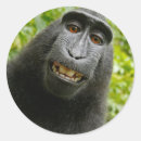 Zoek naar grappige apen stickers Dieren