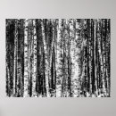 Zoek naar beuk posters Bomen