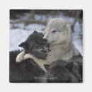 Zoek naar wolven magneten Wilde dieren