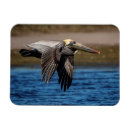 Zoek naar pelican magneten Beach