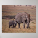 Zoek naar van olifanten posters Afrikaanse olifant