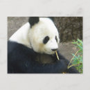 Zoek naar panda briefkaarten Bamboe