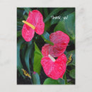 Zoek naar anthurium briefkaarten Rood