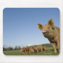 Zoek naar varken muismatten Dier