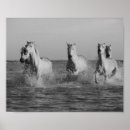 Zoek naar paarden fotografie Paardenliefhebber