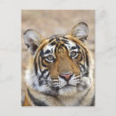 Zoek naar tijger portret posters Sawai madhopur