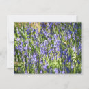 Zoek naar bluebell briefkaarten Bloemen