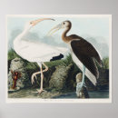 Zoek naar waadvogel posters Ibis