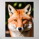 Zoek naar vos fotografie Rood