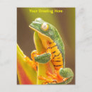 Zoek naar kikker briefkaarten Natuur