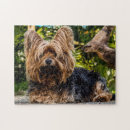 Zoek naar yorkie puzzels Dier