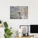 Zoek naar pauw afbeelding posters Vogel