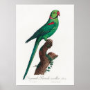 Zoek naar ara papegaai posters Vogel