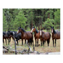 Zoek naar wild paarden posters Land