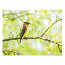 Zoek naar waxwings posters Vogel