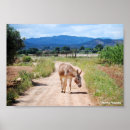 Zoek naar ezels fotografie Paard