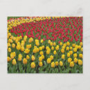 Zoek naar keukenhof briefkaarten Europa