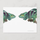 Zoek naar chameleon briefkaarten Schelpen