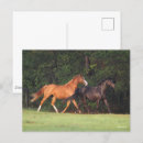 Zoek naar oldenburg briefkaarten Ras