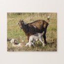 Zoek naar baby geit puzzels Boerderij