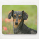 Zoek naar gladde muismatten Hond