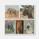 Zoek naar kruger national park magneten Zuid afrika