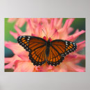 Zoek naar brons posters Vlinder