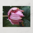 Zoek naar orchidee briefkaarten Bloem