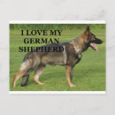 Zoek naar sabel briefkaarten Hond