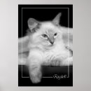 Zoek naar ragdoll cat kunst Schattig
