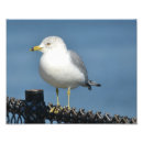 Zoek naar zee heks posters Ocean