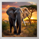 Zoek naar bull elephant posters Wild